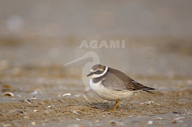 Bontbekplevier onvolwassen op het strand Nederland, Common Ringed Plover immature on the beach Netherlands stock-image by Agami/Wil Leurs,