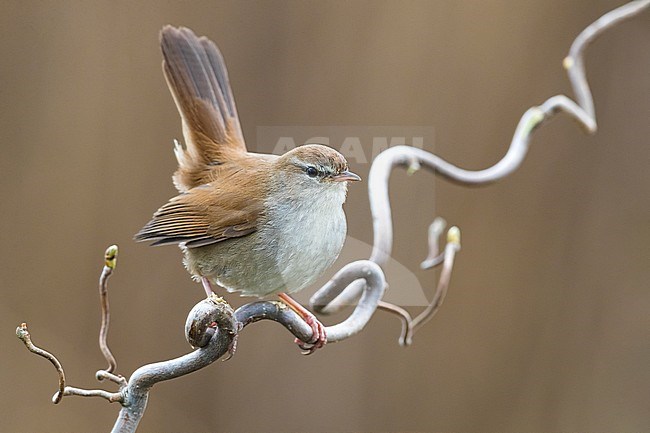 Cetti's Warbler (Cettia cetti) perched on a twig in an Italian swamp, against brown background. stock-image by Agami/Daniele Occhiato,