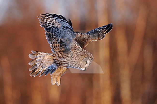 Laplanduil vliegend; Great Grey Owl flying stock-image by Agami/Jari Peltomäki,