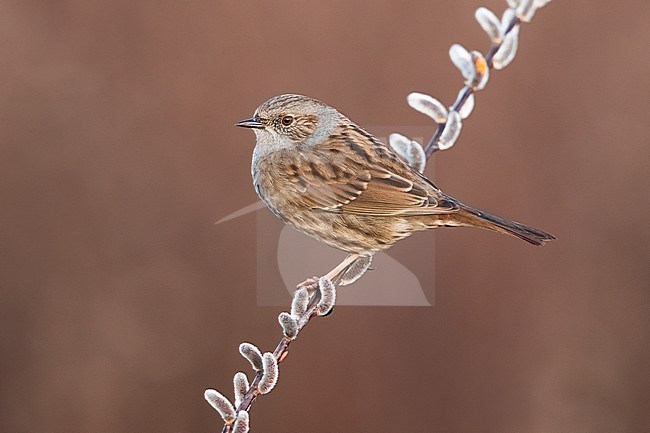 Dunnock (Prunella modularis) perched on a willow branch in Italy. stock-image by Agami/Daniele Occhiato,