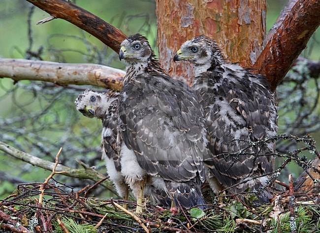 Havik jongen op nest; Northern Goshawk immatures on nest stock-image by Agami/Markus Varesvuo,