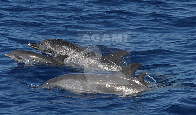 Atlantische Gevlekte Dolfijnen bij Madeira; Atlantic Spotted Dolphins off Madeira stock-image by Agami/Menno van Duijn,