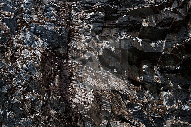 Black-legged Kittiwake, Drieteenmeeuw, Rissa tridactyla, Norway, adult stock-image by Agami/Ralph Martin,