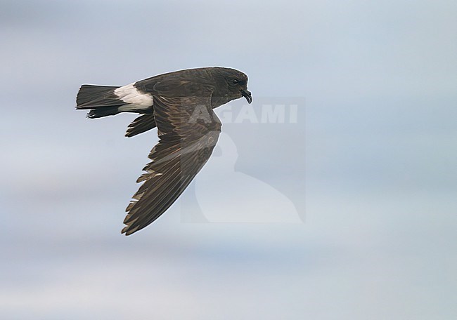 European Storm Petrel (Hydrobates pelagicus) at sea of Finistère, Bretagne, France. stock-image by Agami/Sylvain Reyt,