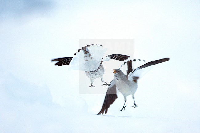 White-winged Snowfinch - Schneesperling - Montifringilla nivalis ssp. nivalis, adult, Swiss stock-image by Agami/Ralph Martin,