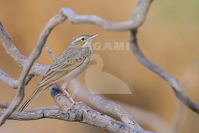 Long-billed pipit, Anthus similis, perched on a branch. stock-image by Agami/Sylvain Reyt,