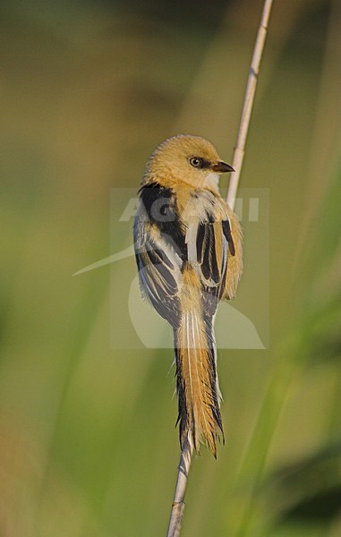 Juveniele Baardman in riet; Juvenile Bearded Reedling in reedbed stock-image by Agami/Menno van Duijn,