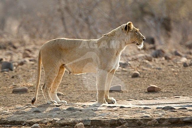 Vrouwtje Afrikaanse Leeuw; Female African Lion stock-image by Agami/Marc Guyt,