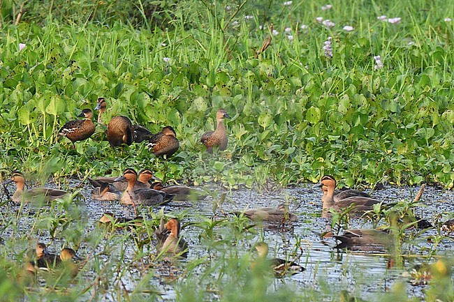 Philippine Duck, Anas luzonica, at Candaba Marsh, Luzon island, in the Philippines. Large flock of ducks resting in a swamp. stock-image by Agami/Laurens Steijn,