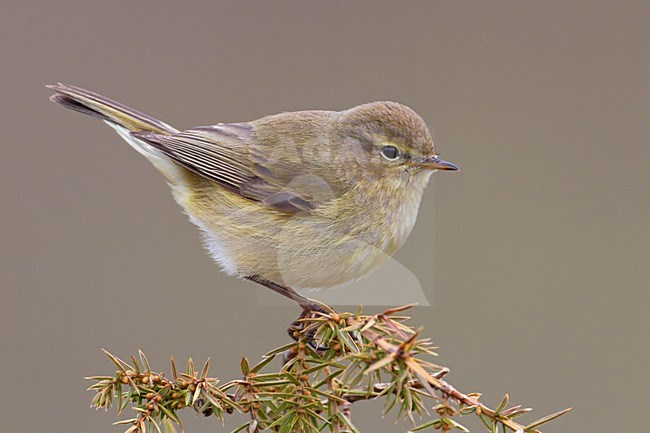 Tjiftjaf zittend op een tak; Common Chiffchaff perched on a branch stock-image by Agami/Daniele Occhiato,