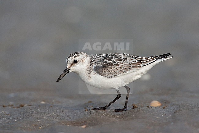 Adult Sanderling (Calidris alba) standing on North Sea beach at IJmuiden in the Netherlands during autumn. stock-image by Agami/Marc Guyt,