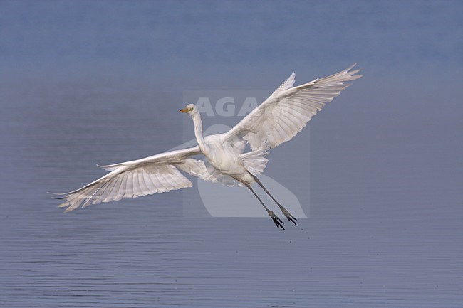Grote Zilverreiger in de vlucht; Great Egret in flight stock-image by Agami/Karel Mauer,
