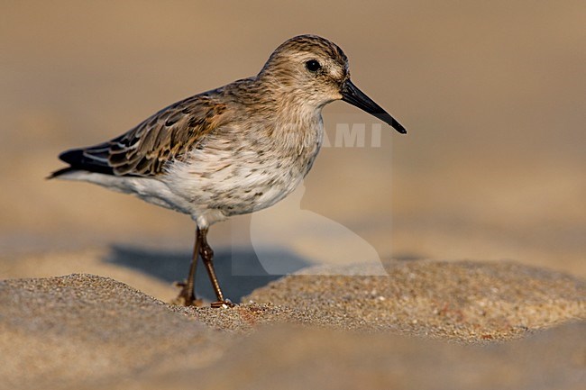 Onvolwassen Bonte Strandloper; Immature Dunlin stock-image by Agami/Daniele Occhiato,