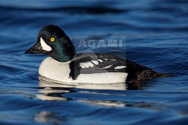 Barrow's Goldeneye (Bucephala islandica), side view of an adult male swimming in the water, Northeastern Region, Iceland stock-image by Agami/Saverio Gatto,