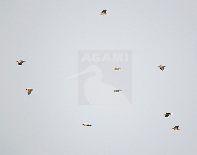 Flock of Wood Larks (Lullula arborea) migratry during migration time in the Netherlands. stock-image by Agami/Ran Schols,