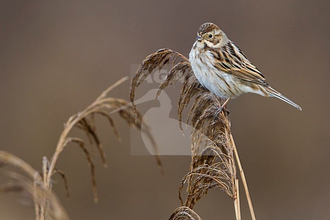 Rietgors, Reed Bunting; stock-image by Agami/Daniele Occhiato,