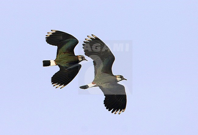 Vliegende Kieviten; Flying Northern Lapwings stock-image by Agami/Arie Ouwerkerk,