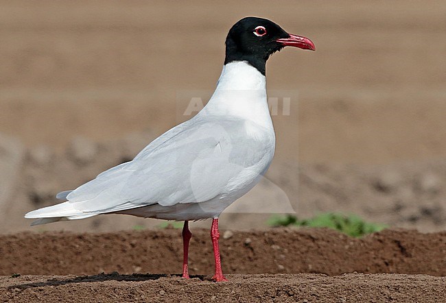 Mediterranean Gull (Ichthyaetus melanocephalus), adult standing, seen from the side. stock-image by Agami/Fred Visscher,