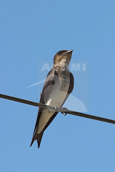 Costa Rica Bird stock-image by Agami/Glenn Bartley,