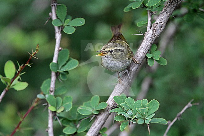 Gansu leaf warbler (Phylloscopus kansuensis) on Tibetan plateau, Qinghai, China. stock-image by Agami/James Eaton,