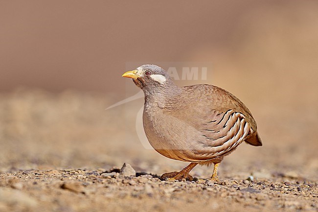 Sand Partridge (Ammoperdix heyi), male in the desert, Israel stock-image by Agami/Tomas Grim,