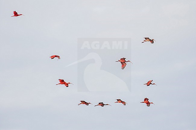 Flying Scarlet Ibis (Eudocimus ruber) on the island of Trinidad in the Caribbean. Flock landing in the mangroves. stock-image by Agami/Pete Morris,