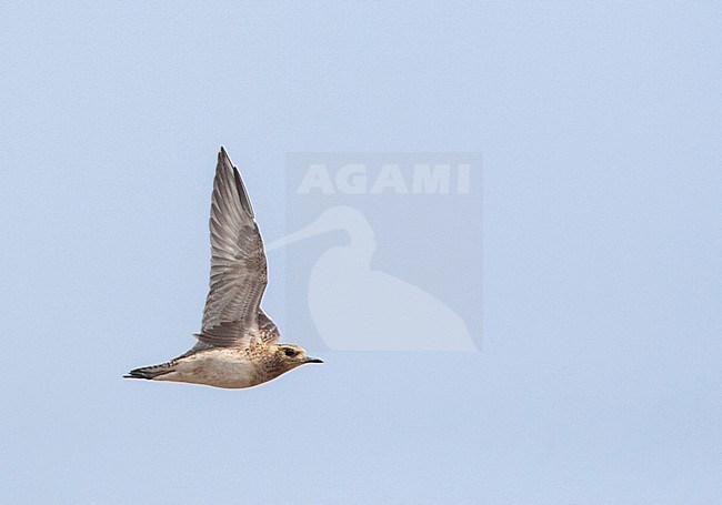 Winter plumaged Pacific Golden Plover (Pluvialis fulva) in flight, seen from below, showing under wing pattern. stock-image by Agami/Marc Guyt,