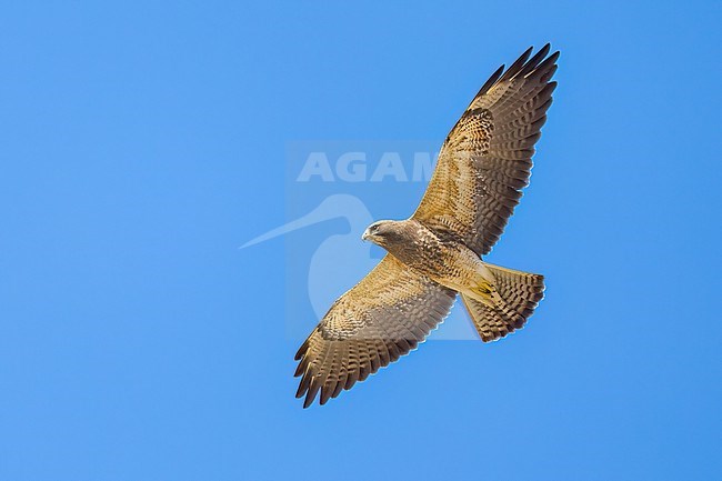 Juvenile (intermediate morph)
San Diego Co., CA
April 2023 stock-image by Agami/Brian E Small,