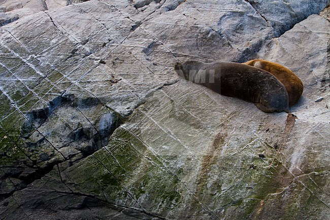 Manenrob op rots, South-American sea lion at rock stock-image by Agami/Menno van Duijn,