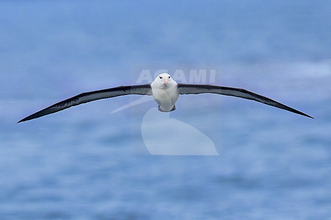 Black-browed Albatross (Thalassarche melanophris) in flight  in Argentina stock-image by Agami/Dubi Shapiro,