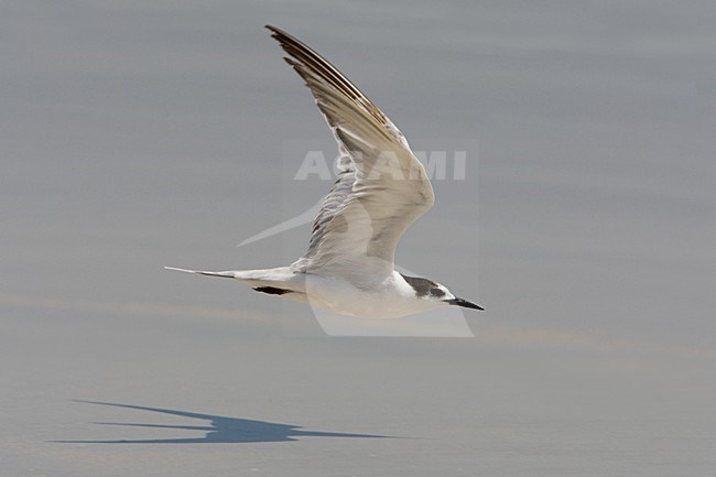 Arabische Stern; White-cheeked Tern; Sterna repressa stock-image by Agami/Daniele Occhiato,