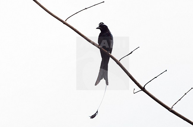 Greater Racket-tailed Drongo (Dicrurus paradiseus) at Kaeng Krachan National Park, Thailand stock-image by Agami/Helge Sorensen,