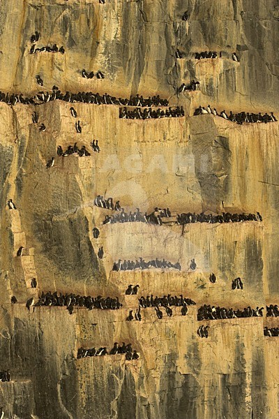 Kolonie Kortbekzeekoeten in Spitsbergen; Colony of Thick-billed Murre in Svalbard stock-image by Agami/Danny Green,