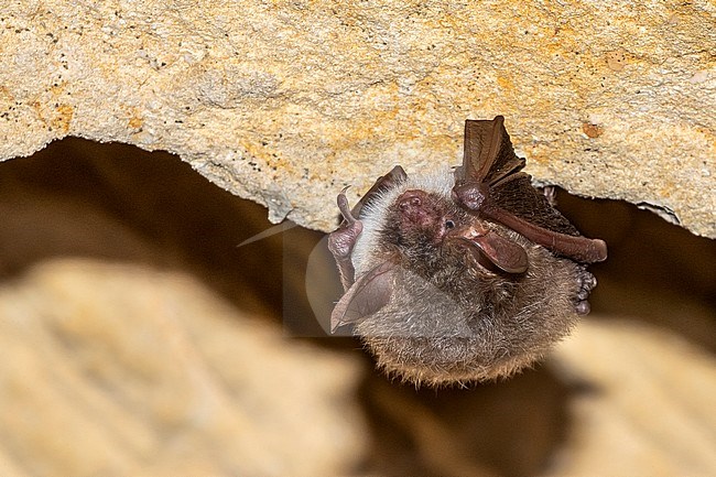 Bechstein's bat (Myotis bechsteinii) perched on a cave in Mont Saint Pierre, Liège, Belgium. stock-image by Agami/Vincent Legrand,