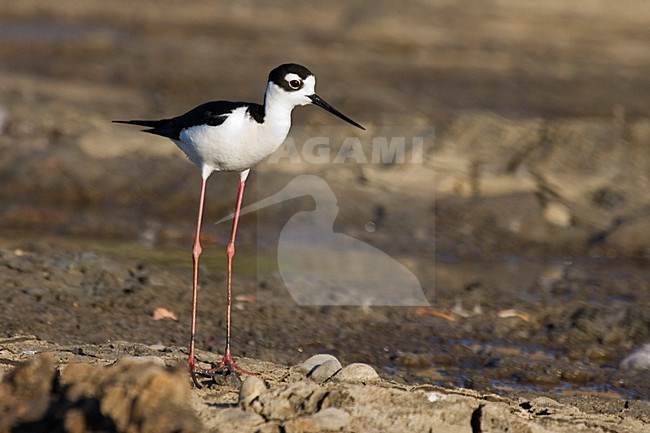 Volwassen Amerikanse Steltkluut; Adult Black-necked Stilt stock-image by Agami/Martijn Verdoes,