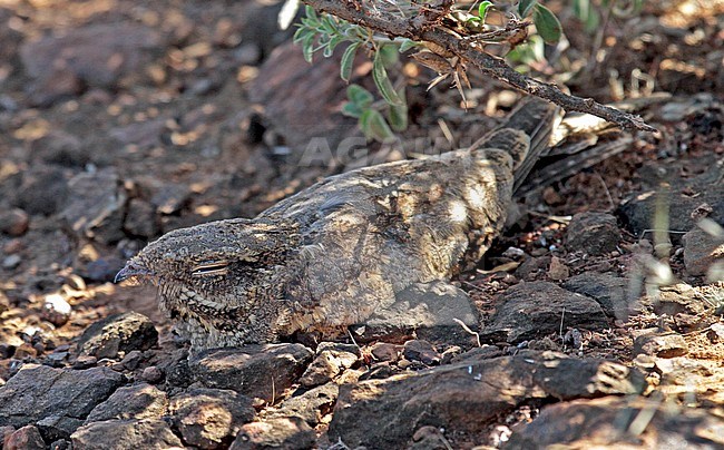 Reichenows nachtzwaluw, Slender-tailed nightjar stock-image by Agami/Pete Morris,