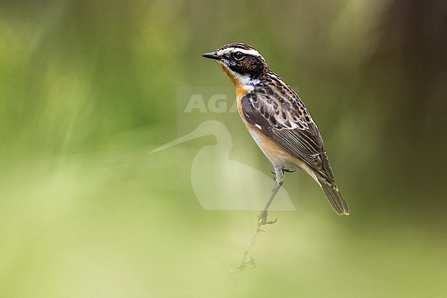 Adult male Whinchat (Saxicola rubetra) perched in a green agricultural field in Italy. stock-image by Agami/Daniele Occhiato,