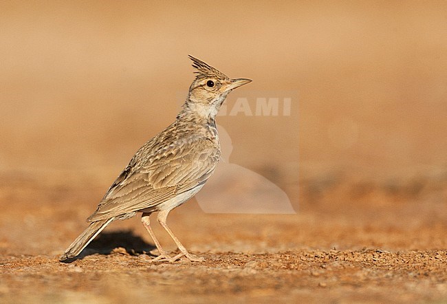 Adult Crested Lark (Galerida cristata pallida) standing in the Spanish steppes. stock-image by Agami/Marc Guyt,