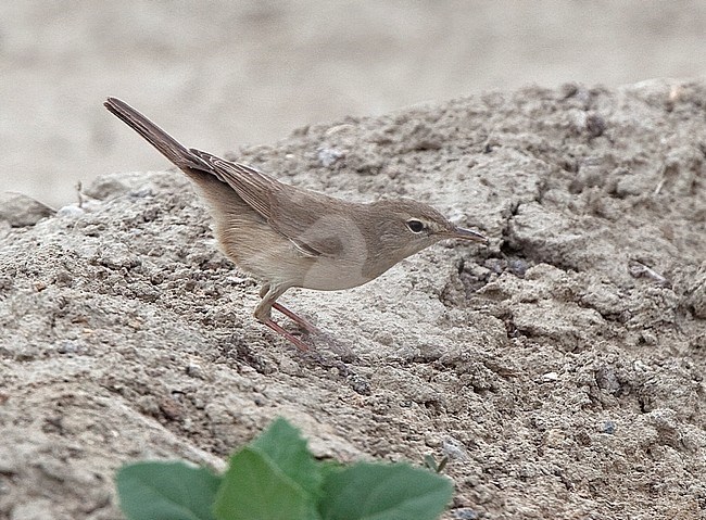 Sykes's Warbler, Iduna rama stock-image by Agami/Andy & Gill Swash ,