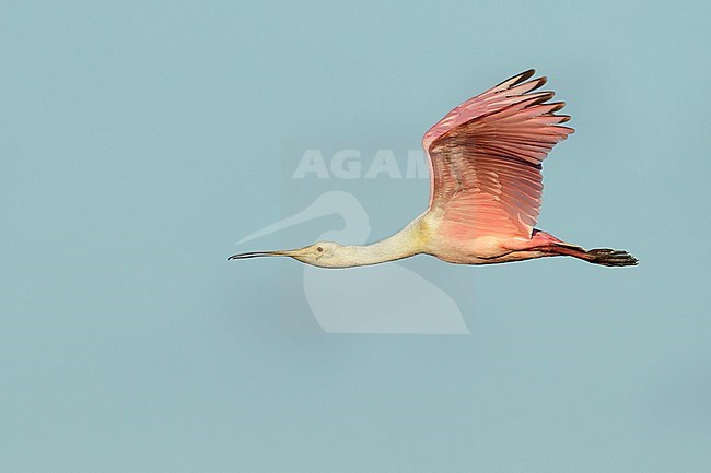 Juvenile Roseate Spoonbill, Platalea ajaja
Galveston Co., TX
April 2017 stock-image by Agami/Brian E Small,