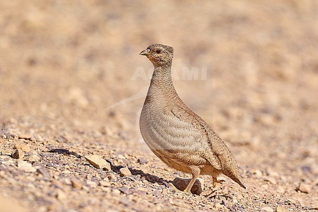 Sand Partridge (Ammoperdix heyi), female in the desert, Israel stock-image by Agami/Tomas Grim,