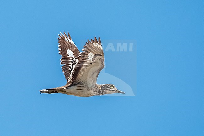 Senegal Thick-knee
(Burhinus senegalensis) aka Senegal Stone-Curlew flying in Northern Egypt. stock-image by Agami/Vincent Legrand,