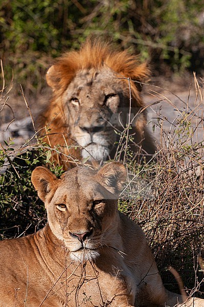 A lion and lioness, Panthera leo, resting together. Chobe National Park, Kasane, Botswana. stock-image by Agami/Sergio Pitamitz,