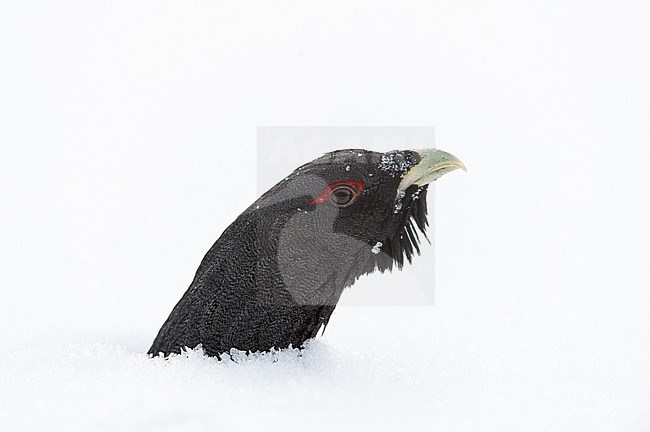 Auerhoen, Western Capercaillie stock-image by Agami/Jari Peltomäki,