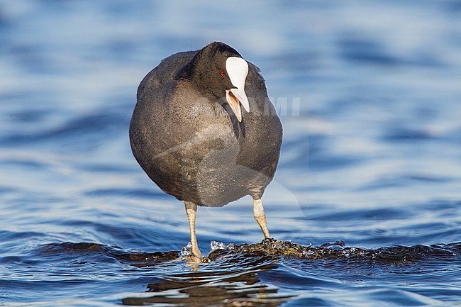 Zwemmende Meerkoet; Swimming Eurasian Coot stock-image by Agami/Menno van Duijn,