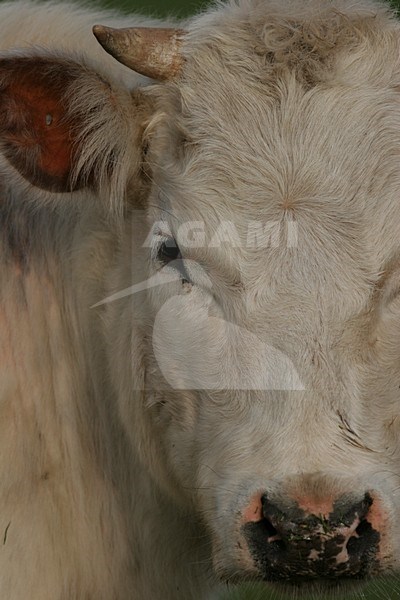 Close up van een koe; Cow close up stock-image by Agami/Menno van Duijn,