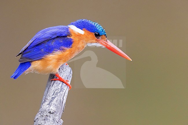 Malachite Kingfisher (Corythornis cristatus), side view of an adult on the lookout for prey, Mpumalanga, South Africa stock-image by Agami/Saverio Gatto,