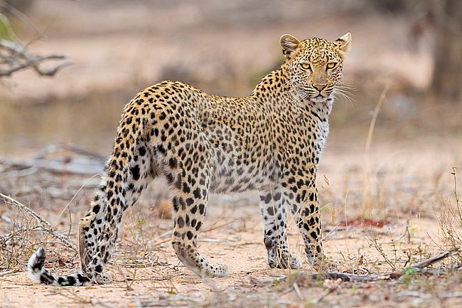 Leopard (Panthera pardus), adult female standing on the ground, Mpumalanga, South Africa stock-image by Agami/Saverio Gatto,