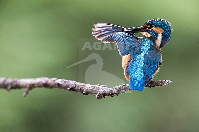 Preening Common Kingfisher, Alcedo atthis, in Italy. stock-image by Agami/Daniele Occhiato,