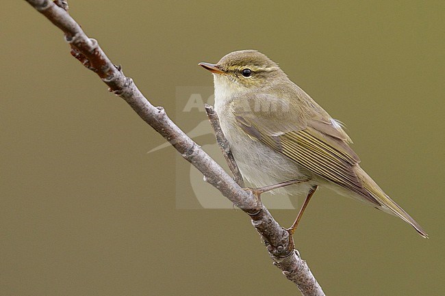 Arctic warbler (Phylloscopus borealis) perched on a branch in Nome, Alaska. stock-image by Agami/Glenn Bartley,